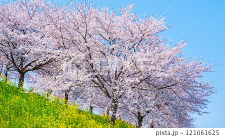 桜と菜の花（大河津分水桜並木にて） 121061625