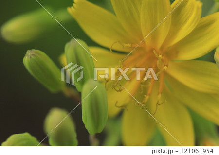 ヤクシソウ ヤクシソウ 121061954