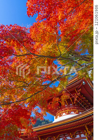 秋の京都 善峯寺 紅葉に包まれた多宝塔 秋の京都 善峯寺 紅葉に包まれた多宝塔 121061986