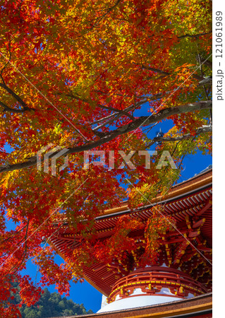 秋の京都　善峯寺　紅葉に包まれた多宝塔 121061989