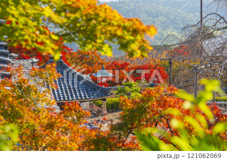 秋の京都 善峯寺 紅葉に包まれた堂宇 秋の京都 善峯寺 紅葉に包まれた堂宇 121062069