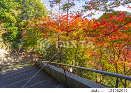 秋の京都　善峯寺　東門へ向かう紅葉に包まれた参道 121062081