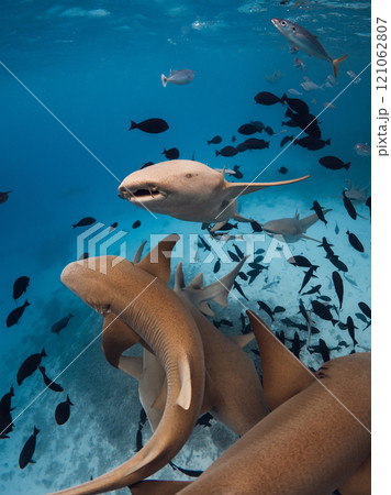 Nurse sharks swims underwater in blue sea at Maldives. Nurse sharks swims underwater in blue sea at Maldives. 121062807