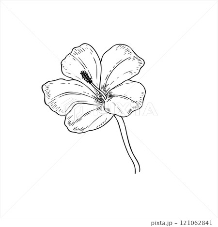 One summer blooming flower vector isolated illustration. Tropical hibiscus or lily in blossom on stem monochrome line drawing. Floral element for greetings, invitation, save the date card, tattoo. 121062841