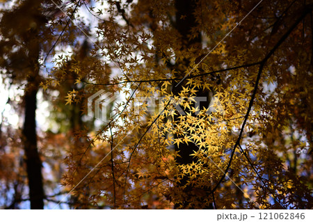 紅葉した葉 紅葉した葉 121062846