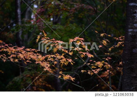 古賀グリーンパークの紅葉 古賀グリーンパークの紅葉 121063038