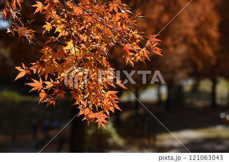 古賀グリーンパークの紅葉 121063043
