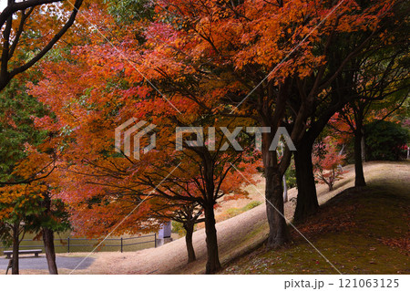 古賀グリーンパークの紅葉 121063125