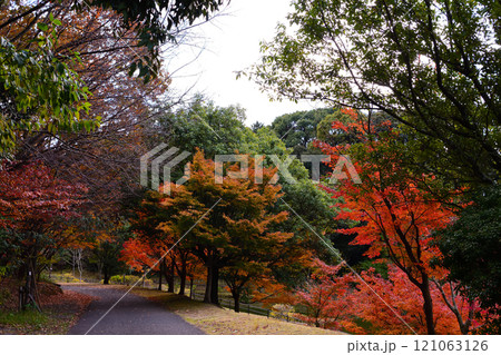 古賀グリーンパークの紅葉 古賀グリーンパークの紅葉 121063126