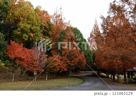 古賀グリーンパークの紅葉 古賀グリーンパークの紅葉 121063129