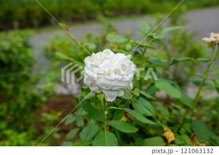 白いバラの優美な姿 121063132