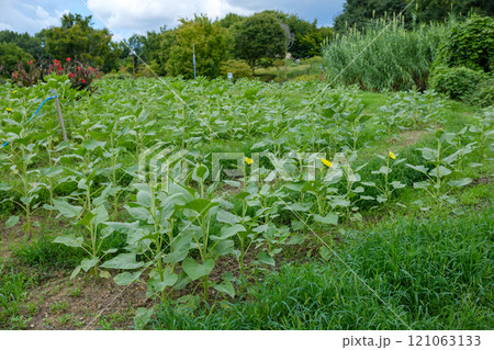 緑豊かなひまわり畑の風景 121063133