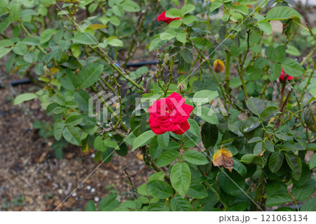 鮮やかな赤いバラの美しさ 鮮やかな赤いバラの美しさ 121063134