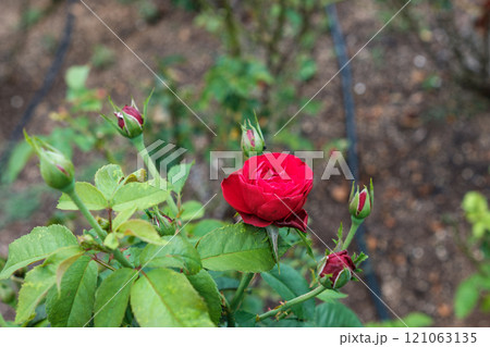 咲き始めた赤いバラとつぼみの調和 121063135