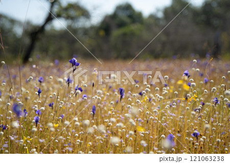 utricularia delphinioides purple flower in the field utricularia delphinioides purple flower in the field 121063238