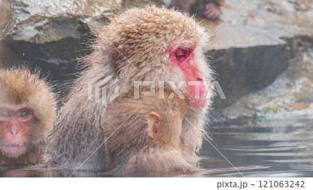 スノーモンキー(地獄谷野猿公苑) スノーモンキー(地獄谷野猿公苑) 121063242