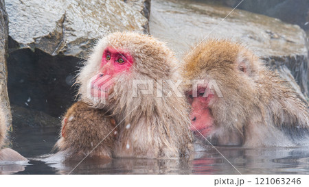 スノーモンキー(地獄谷野猿公苑) スノーモンキー(地獄谷野猿公苑) 121063246