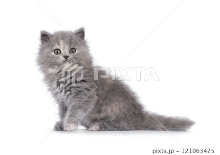 British lomghair cat kitten on white background 121063425