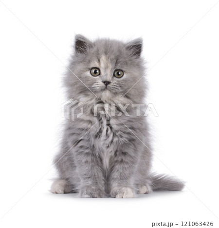 British lomghair cat kitten on white background British lomghair cat kitten on white background 121063426