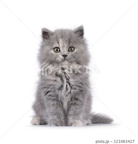 British lomghair cat kitten on white background 121063427