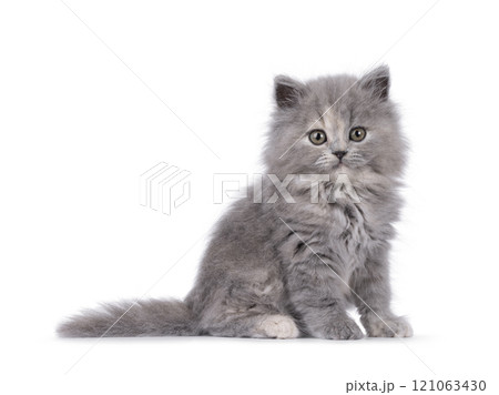 British lomghair cat kitten on white background 121063430