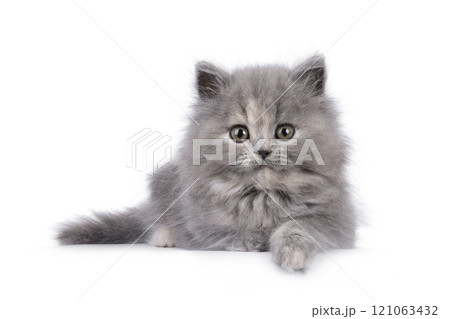 British lomghair cat kitten on white background 121063432