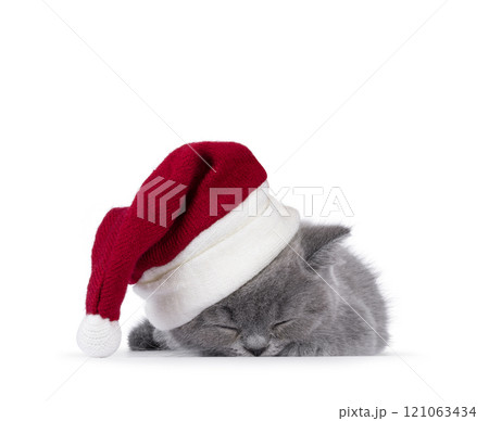 British shorthair cat kitten on white background 121063434