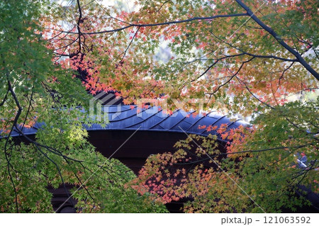 枚岡神社のもみじ 枚岡神社のもみじ 121063592