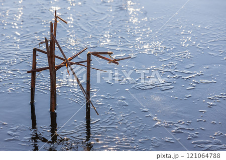 Dry stems of coastal reed stand in thin ice layer on a frozen sea Dry stems of coastal reed stand in thin ice layer on a frozen sea 121064788