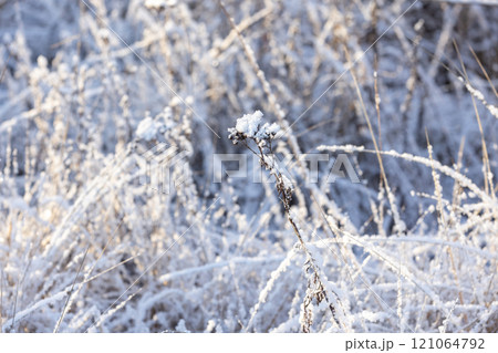 Dry frozen tansy flower is in a snowdrift, macro photo 121064792