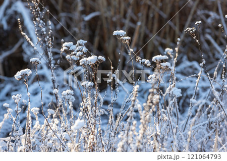 Dry frozen wild flowers are in a snowdrift, macro photo 121064793