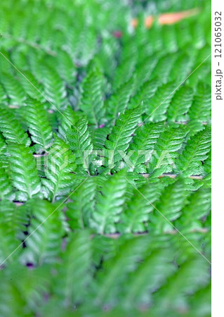 Dense vibrant green fern leaves in a natural outdoor setting 121065032