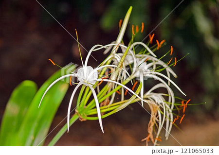 Close up of delicate white spider lily with intricate petals and lush green background 121065033