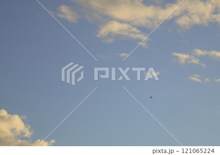 bird flying in a blue sky 121065224