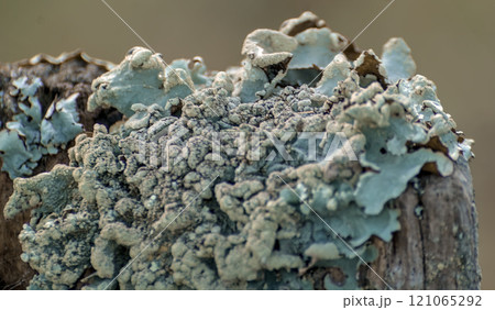 small lichens small lichens 121065292
