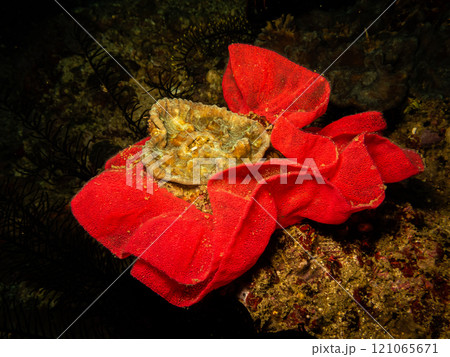 Nudibranch eggs in a rose shape at a Puerto Galera reef in the Philippines 121065671
