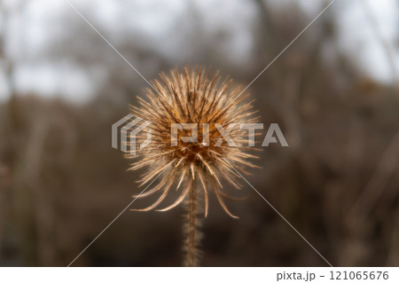 A close-up picture of a dry Yellowflower teasel or Dipsacus strigosus. Blurry background 121065676