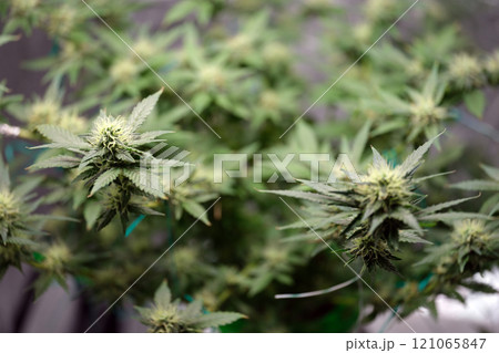 Lush Cannabis Plant with Beautiful Blooming Buds Thriving in a Greenhouse Environment 121065847