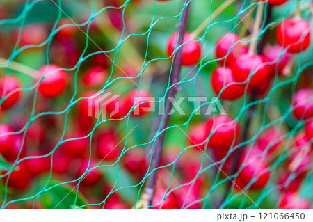 Blurred ripe cherries on the cherry tree with protective netting to keep birds from eating the fruit 121066450