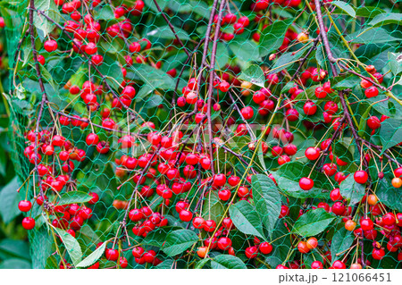 Ripe cherries on the cherry tree with protective netting to keep birds from eating the fruit 121066451