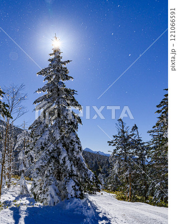 冬の八ヶ岳連峰・北横岳の冬景色（木と太陽） 121066591