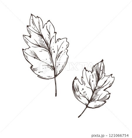 Two maple leaves autumn season. Line art graphic hand drawn brown ink monochrome. Set of isolated EPS elements vector illustration 121066754