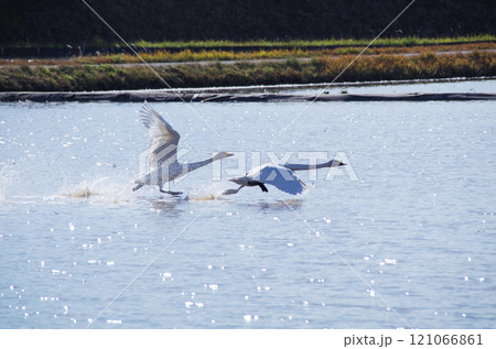 水面を滑走して飛び立つ白鳥のスタートダッシュ 水面を滑走して飛び立つ白鳥のスタートダッシュ 121066861