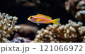 Red yellow striped tiny tropical sea underwater fish on coral reef. Aquarium oceanarium wildlife colorful marine landscape nature photo, selective focus 121066972
