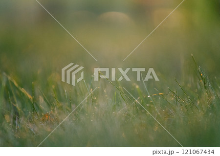 A field with lush grass covered in water droplets 121067434