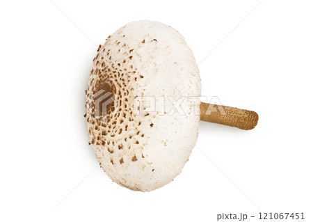 Parasol mushroom or Macrolepiota procera isolated on white background 121067451