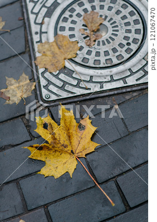 A yellow maple leaf is on the ground by a manhole cover 121067470