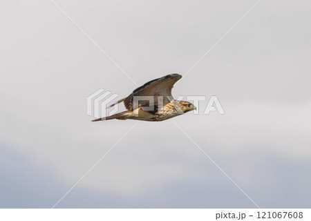 飛翔するノスリ 121067608