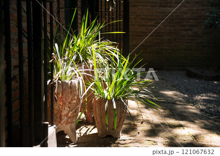 Three potted plants sit on a sidewalk in front of a brick wall Three potted plants sit on a sidewalk in front of a brick wall 121067632