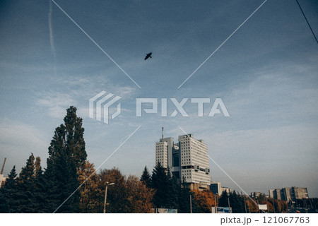 A colorful bird is gracefully flying high in the sky above a bustling city 121067763